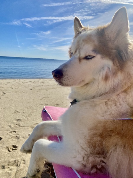 Entry image for Beach Husky . Clicking this image will show a larger photo