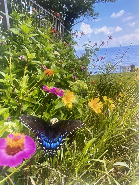 Entry image for Butterfly Magic on the Chesapeake Bay . Clicking this image will show a larger photo