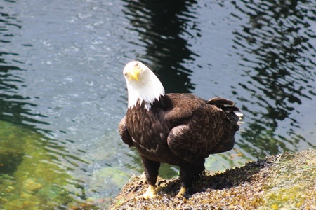 Entry image for Eagle in Alaska. Clicking this image will show a larger photo