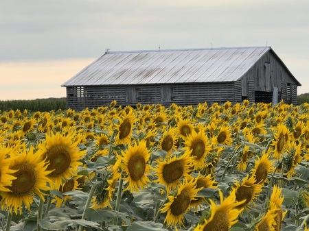 Entry image for Field of Gold. Clicking this image will show a larger photo