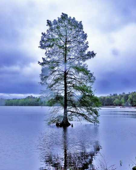 Entry image for The Healing Tree. Clicking this image will show a larger photo