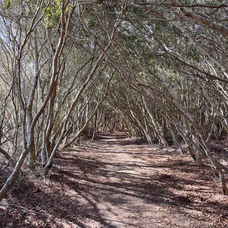 Entry image for Nature's Canopy. Clicking this image will show a larger photo