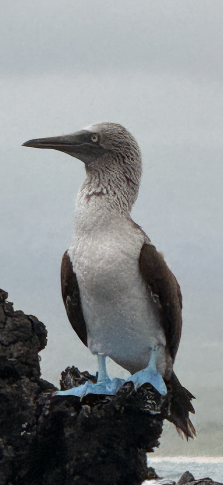 Entry image for Galapagos Boobie. Clicking this image will show a larger photo