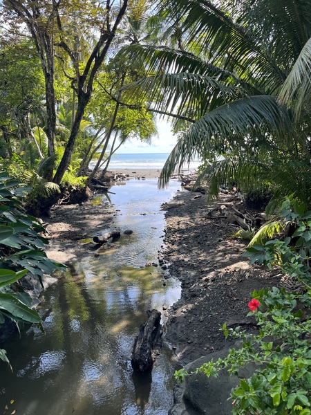 Entry image for pura vida . Clicking this image will show a larger photo