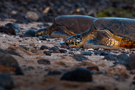 Entry image for Return to Maui. Clicking this image will show a larger photo
