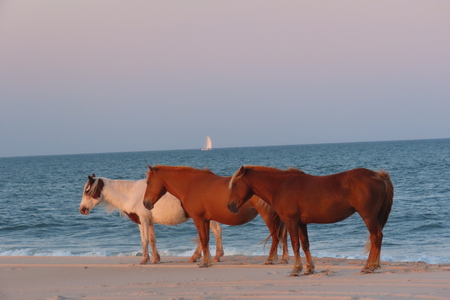 Entry image for Horses in the surf at Assateague Island. Clicking this image will show a larger photo