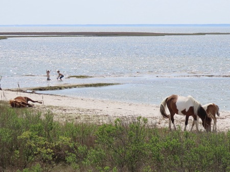 Entry image for Lotsa fun at Assateague . Clicking this image will show a larger photo