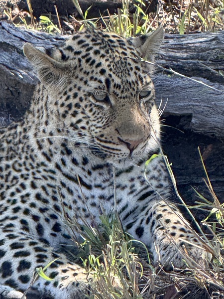 Entry image for South Africa Safari . Clicking this image will show a larger photo