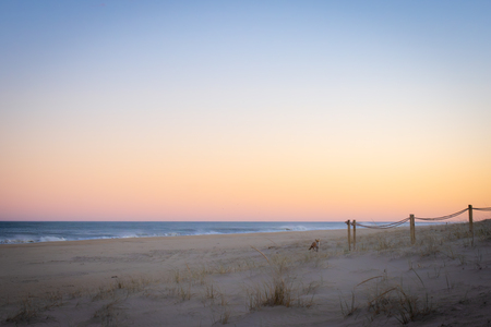 Entry image for Fox on the Beach. Clicking this image will show a larger photo