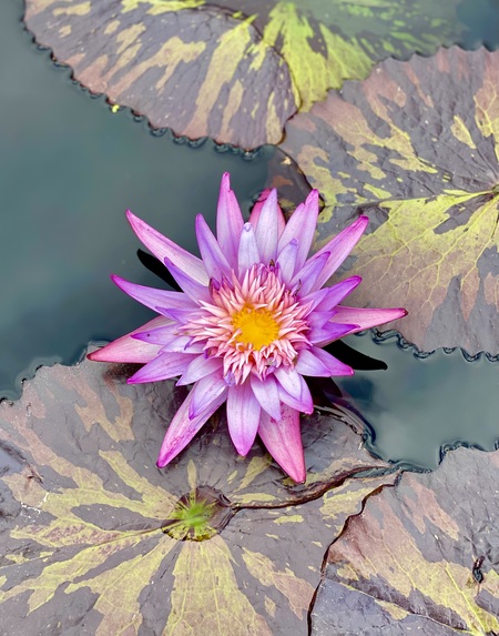 Entry image for Botanical beauty. Clicking this image will show a larger photo