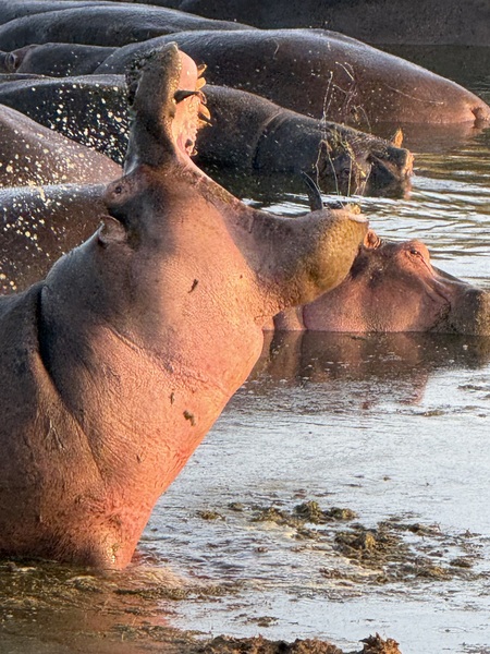 Entry image for Serengeti Hippo at Sunset . Clicking this image will show a larger photo