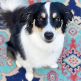 Entry image for Lily