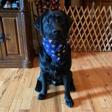 Entry image for Maverick