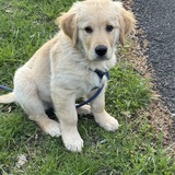 Entry image for Ziggy