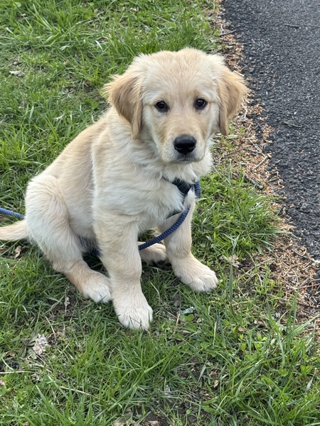 Entry image for Ziggy. Clicking this image will show a larger photo