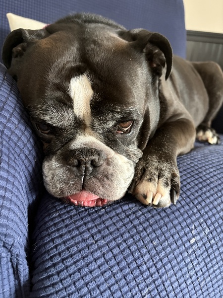Entry image for Stormi. Clicking this image will show a larger photo
