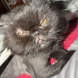 Entry image for Coco Napoli 