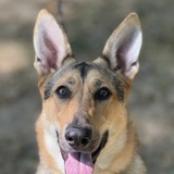 Entry image for Voodoo