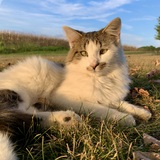 Entry image for Dandy