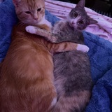 Entry image for Macaroni and Martina 