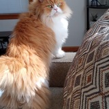 Entry image for Coopurr