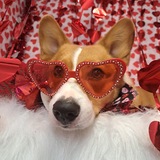 Entry image for Cheddar 