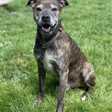 Entry image for Diesel 