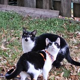 Entry image for Sam Spade and Riley Rose