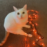 Entry image for Wheezy