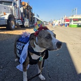 Entry image for Paddy