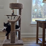 Entry image for Nutmeg