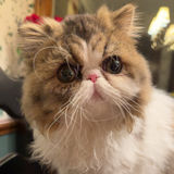 Entry image for Bailey