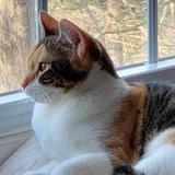 Entry image for Miss Dior