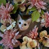 Entry image for Princess Peach