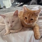 Entry image for Sissy and Mojo