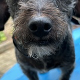 Entry image for Gimli