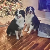 Entry image for Boomer/sadie/boris/tucker/tess