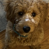 Entry image for Murphy