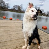 Entry image for Oliver