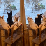 Entry image for The Kittens