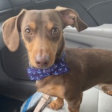 Entry image for Charlie-Mini Dachshund 