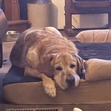 Entry image for Woody/Labrador Retriever 