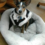 Entry image for Jack Jack