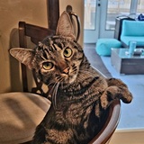 Entry image for Gracie