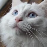 Entry image for Snowball