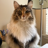 Entry image for Simba