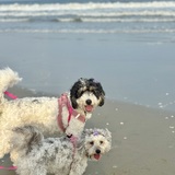 Entry image for Ella Marie & Gracie Rose