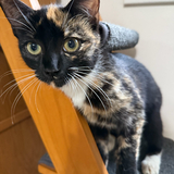 Entry image for Callie Kitty 
