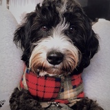 Entry image for Charlie 