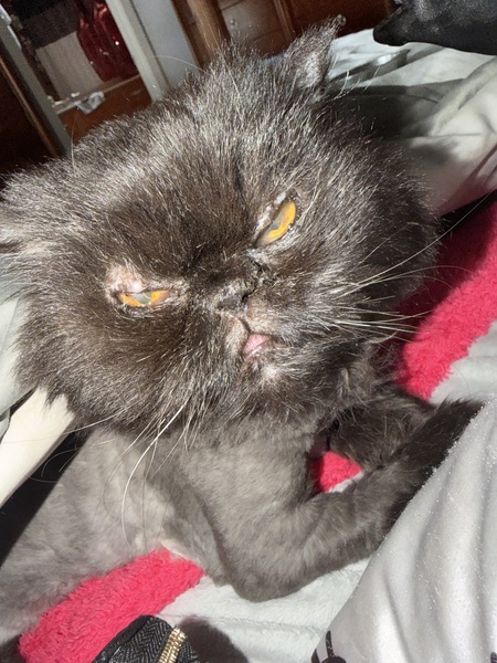 Entry image for Coco Napoli . Clicking this image will show a larger photo